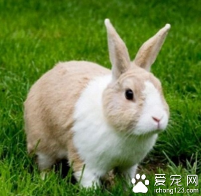 侏儒海棠兔价格 它们需要定期梳毛