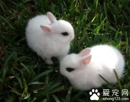 海棠兔能长多大 它们的体重差异较大