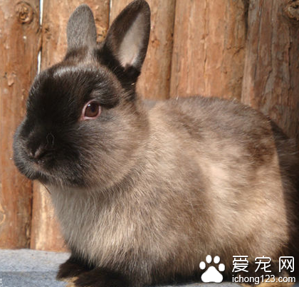 暹罗兔多少钱 注意它们食物的搭配