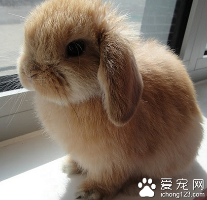 垂耳兔耳朵不垂 每种兔子都有独特之处