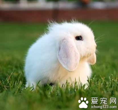 英国迷你垂耳兔 是“袖珍型” 垂耳兔品种