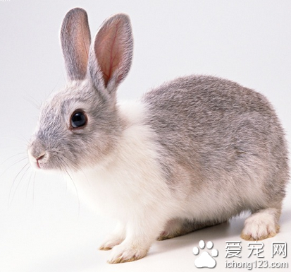 兔子吃什么食物 营养应该丰富均衡