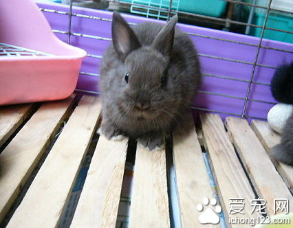 荷兰兔的寿命 根据兔的品种而定
