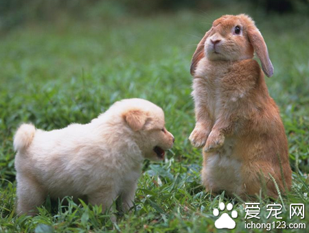 荷兰垂耳兔多少钱 垂耳兔的价格并不贵