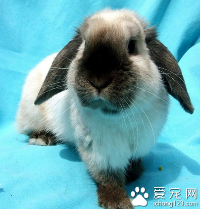 荷兰兔吃不停怎么办 喂食注意事项