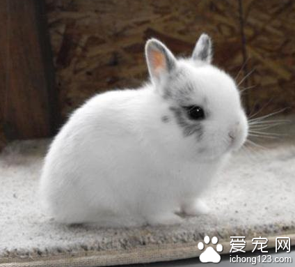 荷兰兔怎么养 兔子喜欢干燥一点