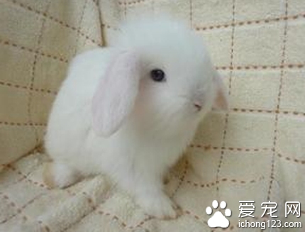 纯种荷兰垂耳兔 这种兔子的颜色很丰富
