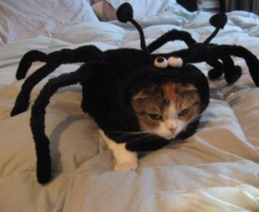 我真的不是蜘蛛