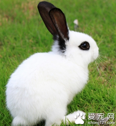 兔子拉稀吃什么药 要注意合理喂养