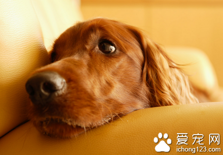 去哪儿网发起了一项活动 呼吁更多的酒店接纳宠物入住