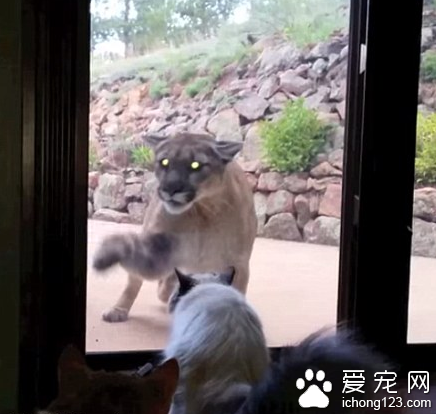 宠物猫毫不畏惧隔着玻璃与入侵狮子对峙