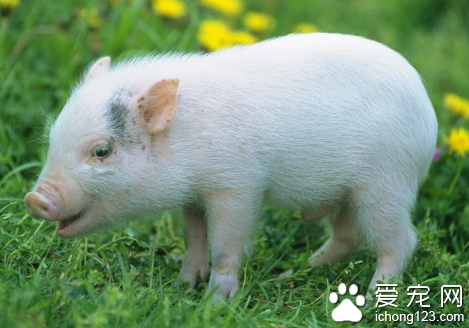 小区里养了头100多斤宠物猪 给居民生活造成很大的困扰