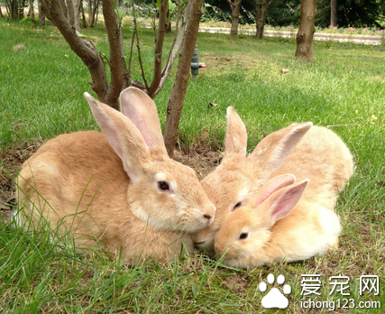 兔子拉肚子吃什么药 注意合理喂养