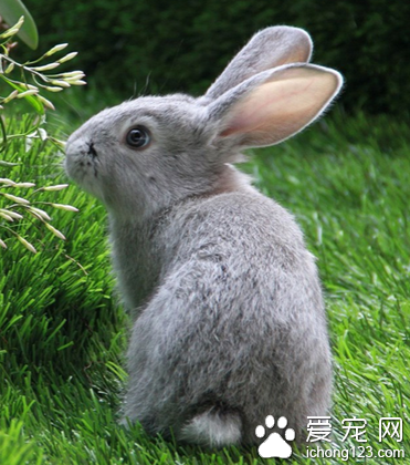 兔子球虫病吃什么药 按照治疗量使用