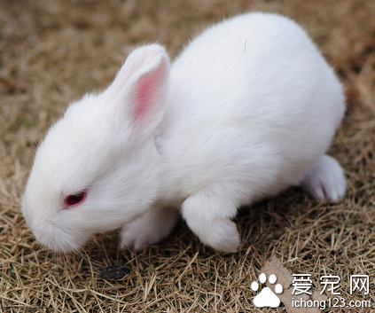 兔子感冒吃什么药 加强防寒保暖