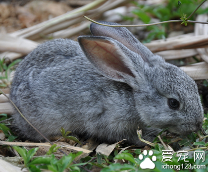 兔子吃什么长的快 营养应该丰富均衡