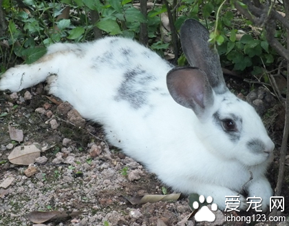 兔子可以吃什么 兔兔必须喂球虫药