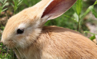小兔子吃什么好 第一主食是干草