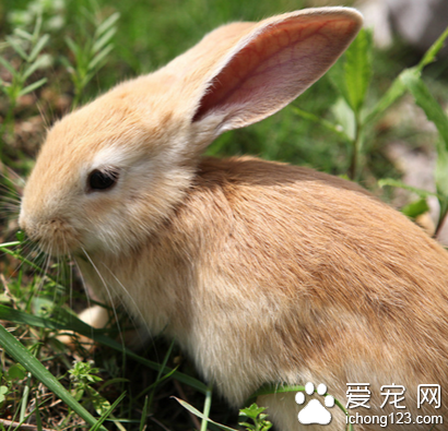 小兔子吃什么好 第一主食是干草