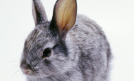 野兔子吃什么 以野草等植物为食