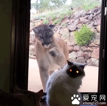 宠物猫毫不畏惧隔着玻璃与入侵狮子对峙