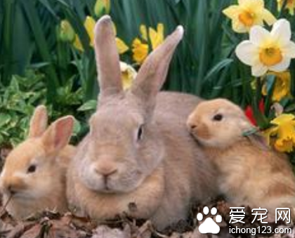兔子冬天吃什么 蔬菜应彻底清洗干净
