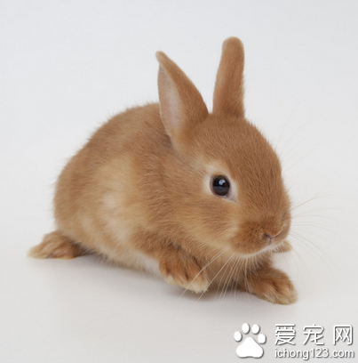 兔子吃什么饲料好 饲料的加工与调制