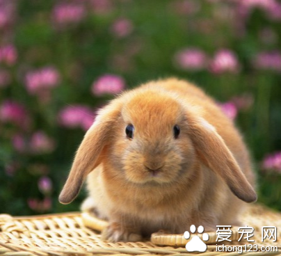 兔子主要吃什么 饮食根据不同阶段调整