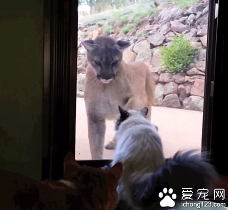 宠物猫毫不畏惧隔着玻璃与入侵狮子对峙