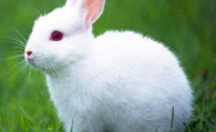 小兔子喜欢吃什么 食物以苜蓿草为主
