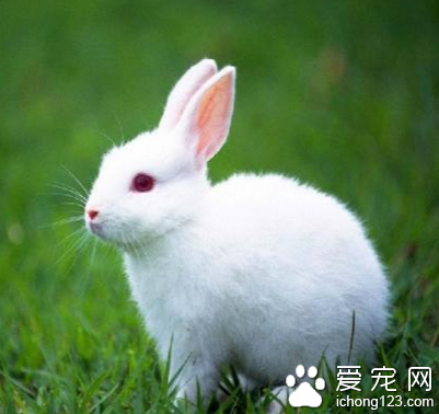 小兔子喜欢吃什么 食物以苜蓿草为主