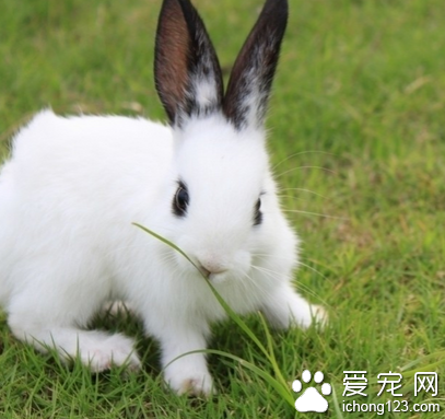 兔子应该吃什么 兔子需要喝水