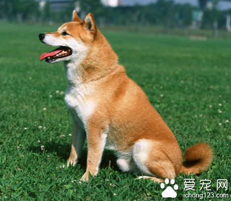 从玉林狗肉节想到的宠物网站发展新方向:找宠物