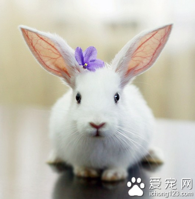 兔子吃什么菜 水果不建议给兔子吃