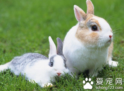 兔子吃多了怎么办 要科学的选择饲料