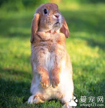 兔子便秘吃什么 及时的处理和治疗