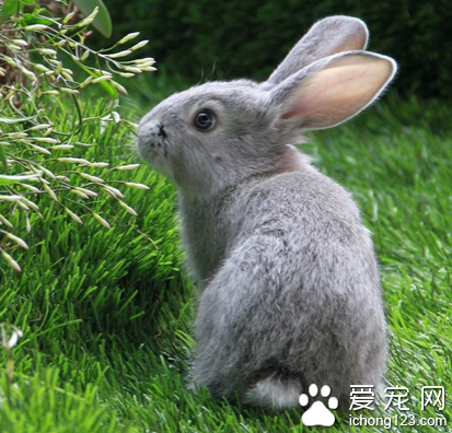 兔子不吃什么 巧克力容易引起食物中毒