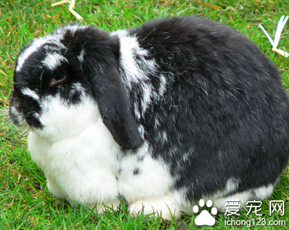 兔子会吃什么 干草主要以苜蓿草为主