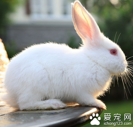 给兔子吃什么 喜欢有汁且味偏甜的食物