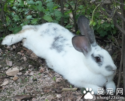 给兔子吃什么好 可以选择专业的兔粮