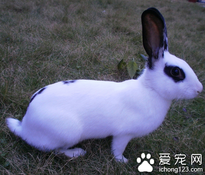 兔子吃什么比较好 提摩西草和苜蓿为主