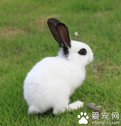 兔子能吃什么水果 水果的淀粉含量很高