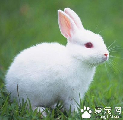 兔子吃什么啊 幼兔不能喂食蔬菜