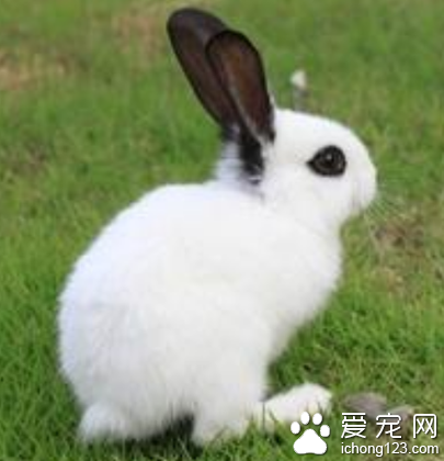 兔子吃东西 兔子不吃东西的原因分析
