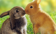  兔子喜欢吃什么食物 食物每次不能多喂