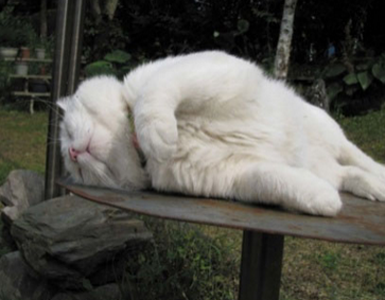 我要睡到世界灭亡