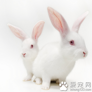 兔子吃什么东西 提供的食物应该全面