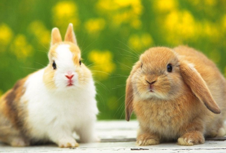 家养兔子吃什么 不同季节有不同需求