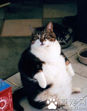 胖其实不是我的错