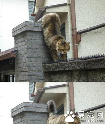 这就是爱，千难万险，只为见她一面